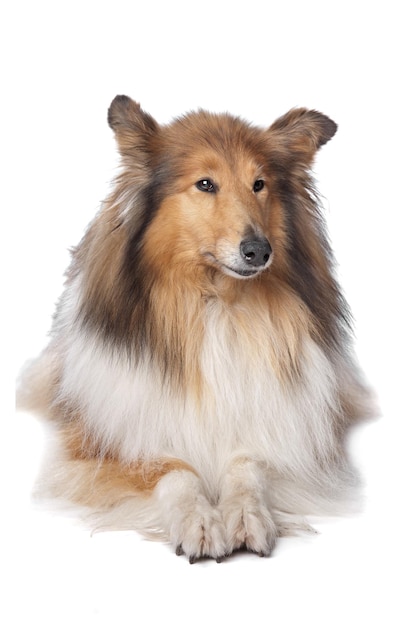 Ruwe Collie of Schotse Collie