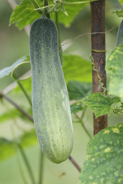 Ruwe komkommer op de boom.