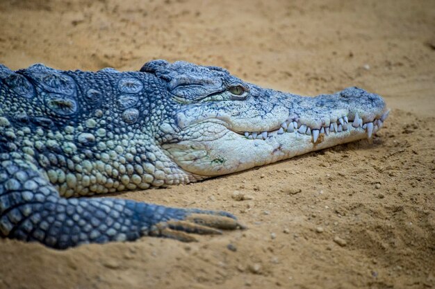 ruwe krokodil rustend op het zand naast een bruine rivier