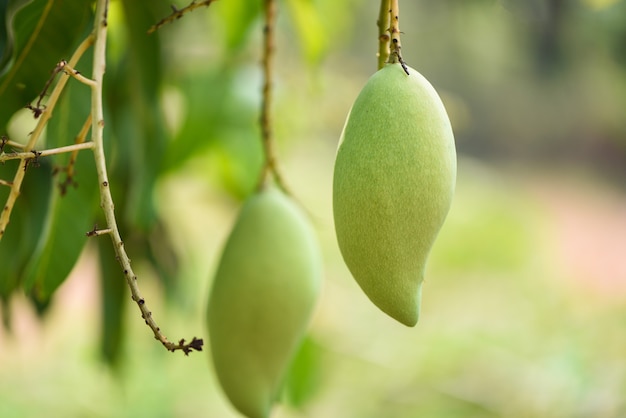 Ruwe mango die op boomclose-up hangen