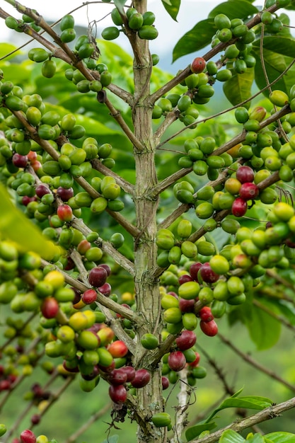 Ruwe rode en groene koffiekersen op boomtak in koffieaanplanting op de bergen van Colombia