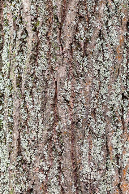 Ruwe schors op volwassen stam van wilgenboom close-up