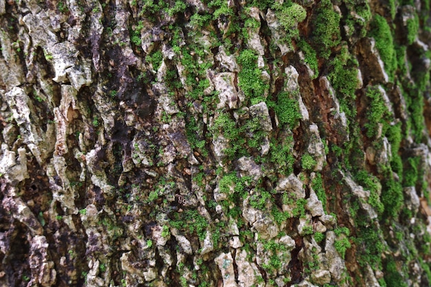 Ruwe textuur van grote tropische boomstam met groene mos