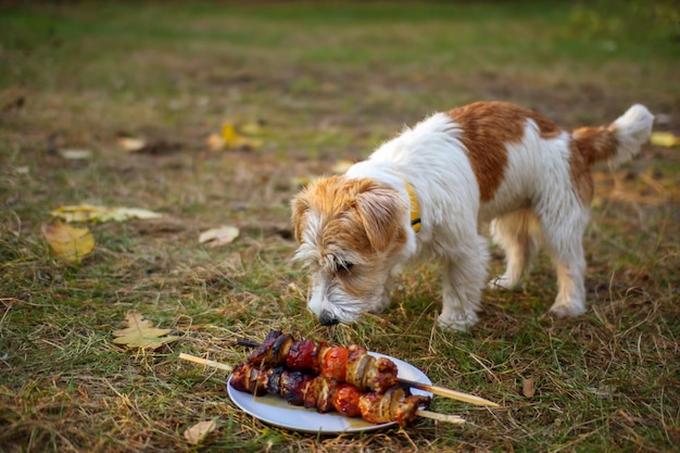 Ruwharige jack russell terrier-puppy op zoek naar een barbecue in het gras