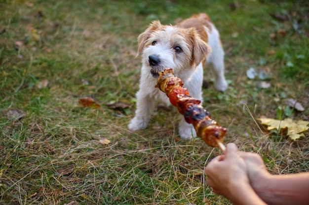 Ruwharige Jack Russell Terrier-puppy trekt aan een barbecuestok