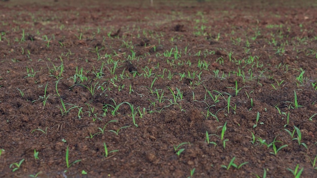 Ruzi grass is emerging in the grass field grazing