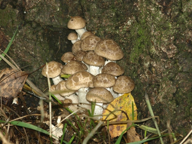 사진 나무에서 자라는 ryadovka 또는 tricholoma 베이지 버섯