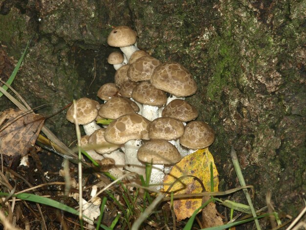 Foto funghi beige ryadovka o tricholoma che crescono su un albero