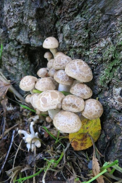 Photo ryadovka or tricholoma beige mushrooms growing on a tree