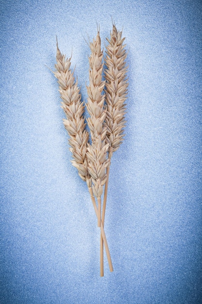 Rye ears on blue background close up view