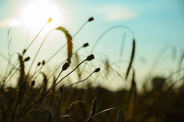 rye ears and dry grass in the wind