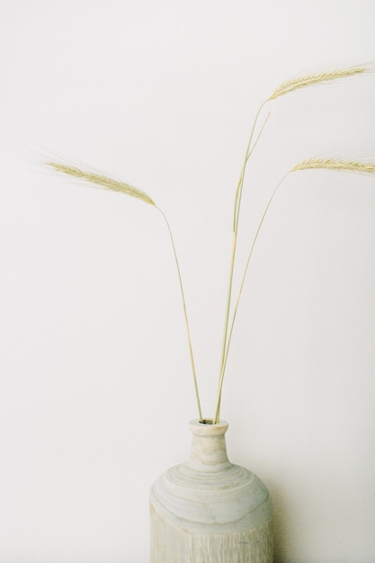 Rye ears in vase on white surface