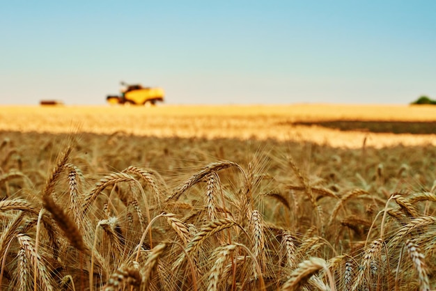 Campo di segale contro il cielo blu periodo di raccolta