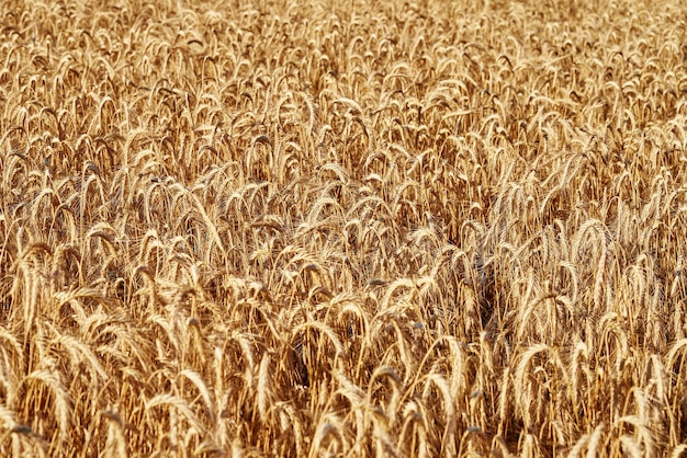 Rye field background Harvesting period