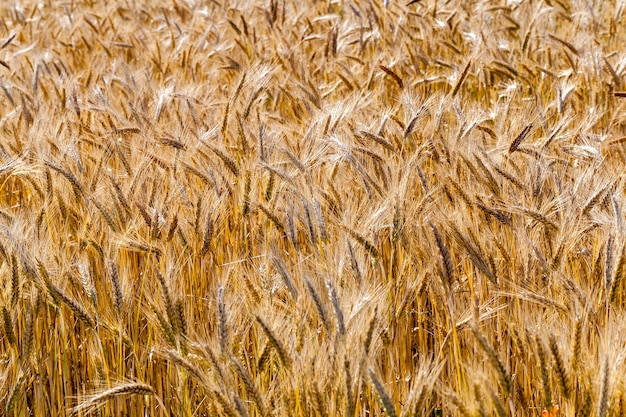 Rye field during harvesting, details in agricultural areas