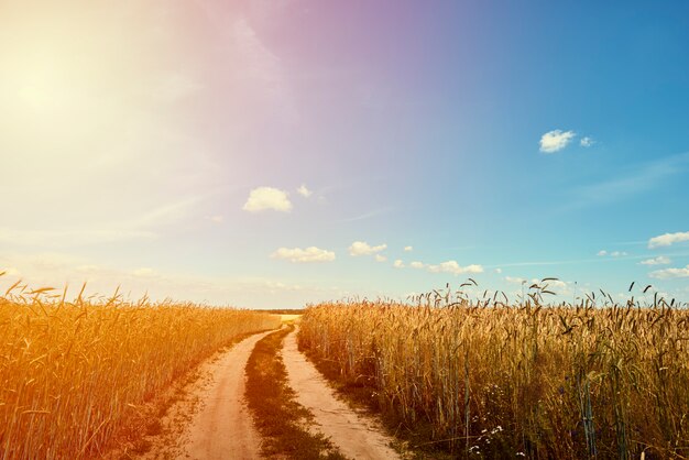 Rye field on a summer day with country road