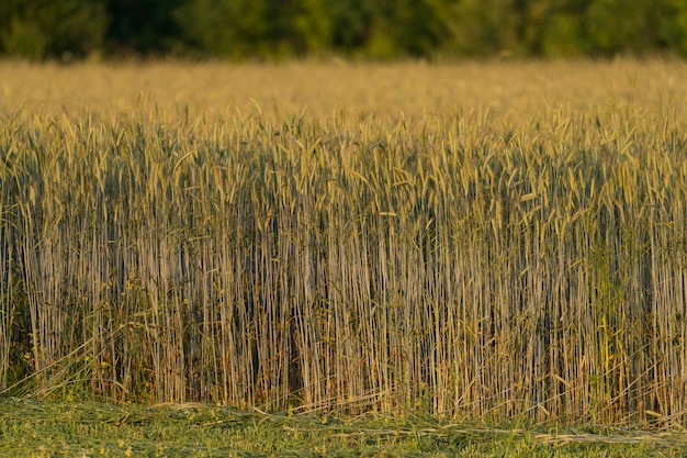 Rye field at sunset light