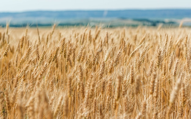 Rye field at sunset, ripe rye, rye harvest on the field