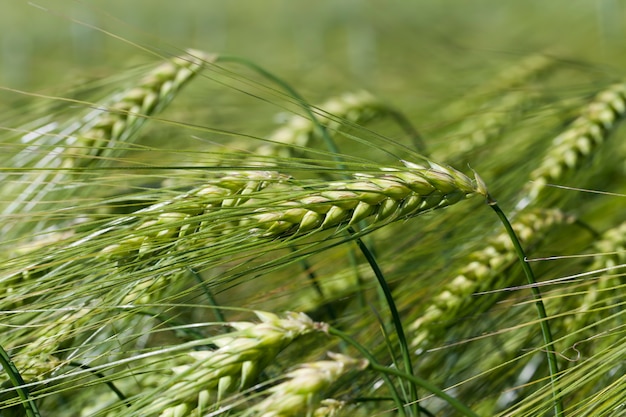 Rye field with green unripe rye spikelets, summer season rye plants in an agricultural field