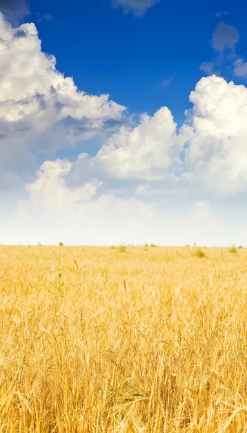 rye field