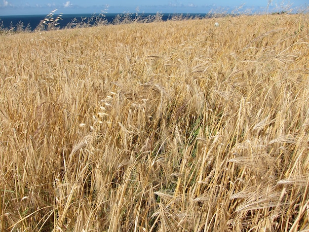 Rye field