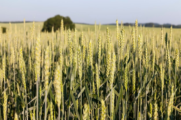 rye   field