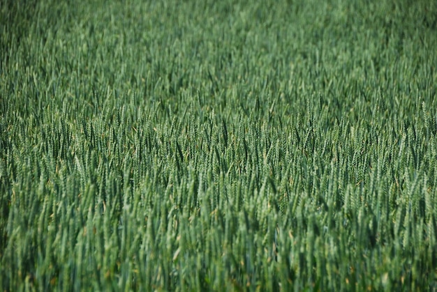 Rye field