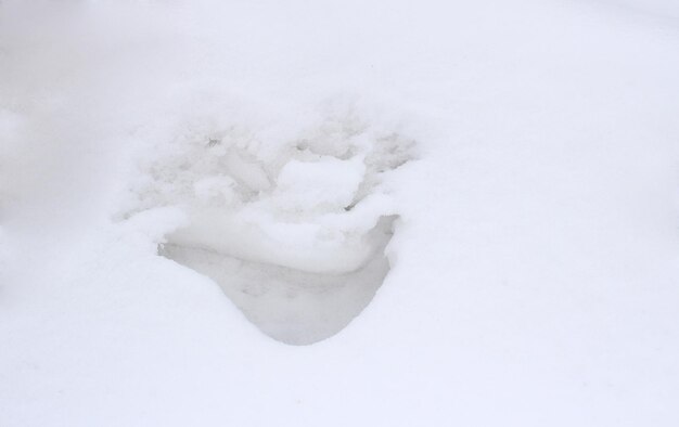 Rye from a snowdrift of pure white snow