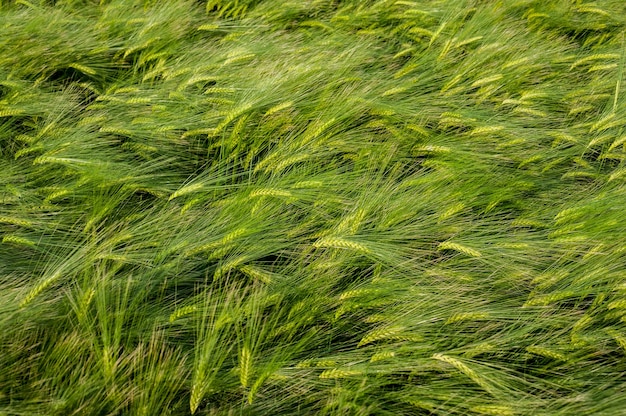 Rye green field, top view . The rye, or winter barley spikelets are leaning in the wind at field.