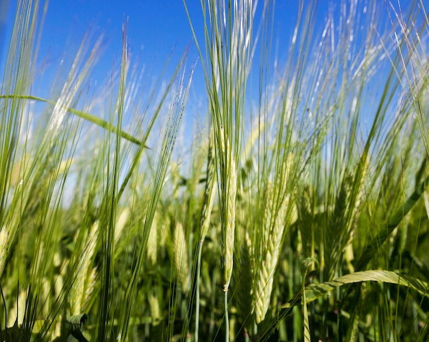 rye  growing on agricultural field