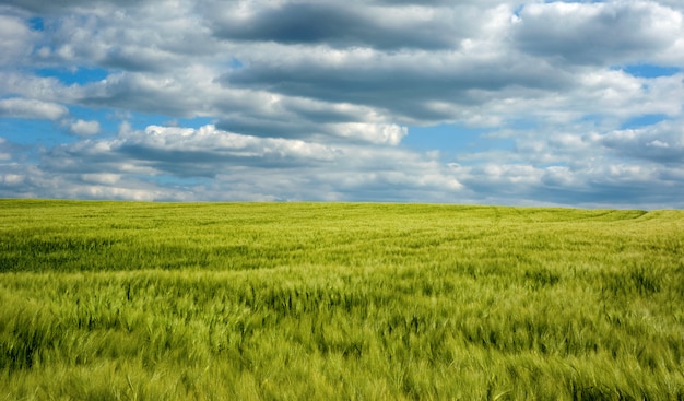 Рожь колоски крупным планом поле сельского хозяйства с голубым небом