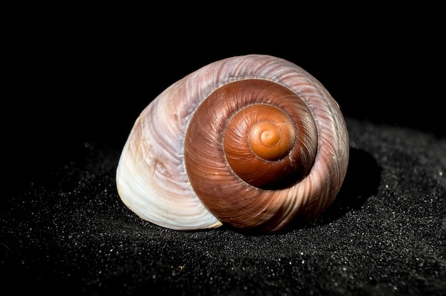 검은 모래 배경 에 있는 Ryssota ovum Seashell