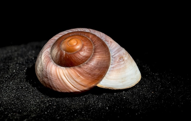 Photo ryssota ovum seashell on a black sand background