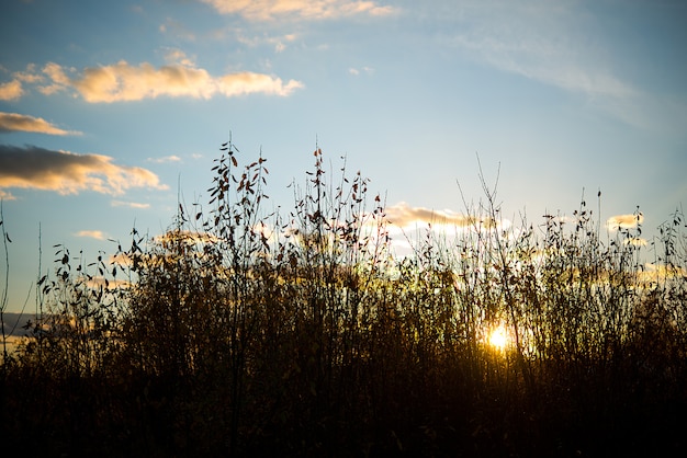 'S avonds zonsondergang, schijnt de zon door het gras, herfst landschap