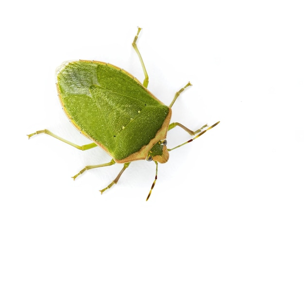 색 배경에 분리된 s. nezara viridula