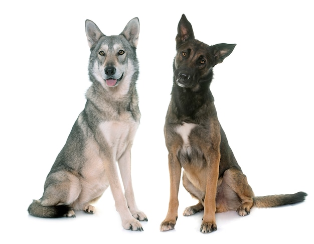 サラウンド犬とマリノア