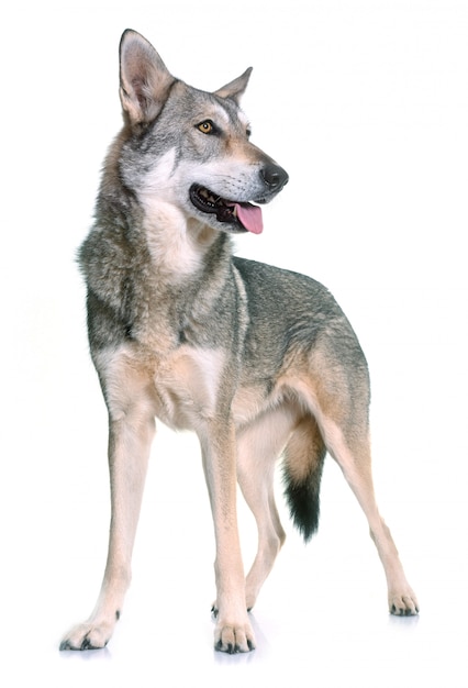 Saarloos geïsoleerde wolfhond