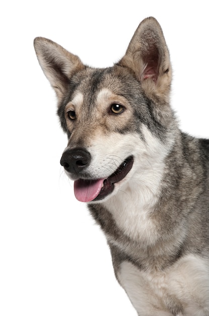 ザールルースウルフ犬、3歳、立っています。