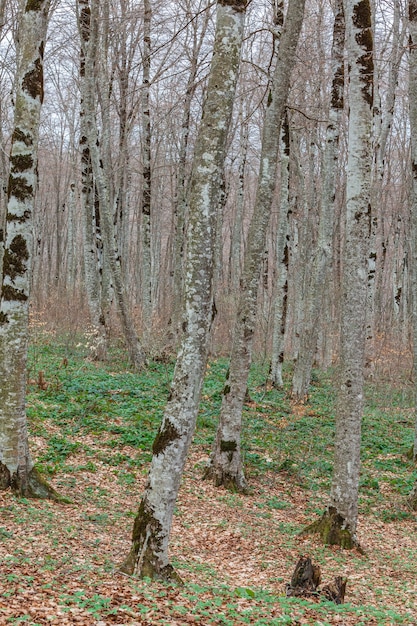 Sabaduri-bos in het voorjaar, een prachtige plek in het noorden van Tbilisi. Landschap