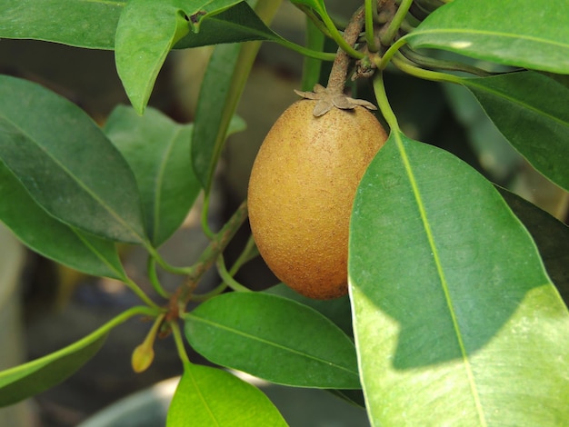 Foto sabota fruit op de boom