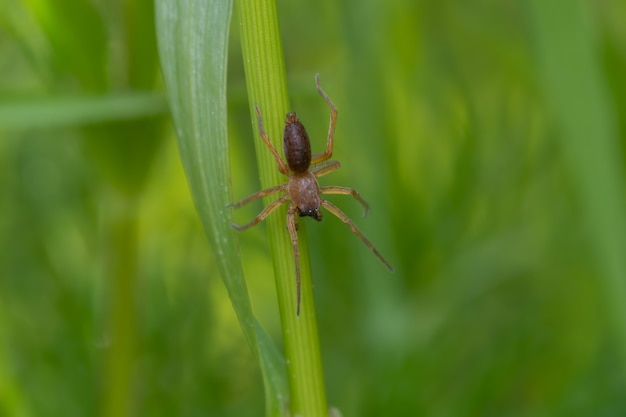 Sac spider (Clubiona) zittend in het gras