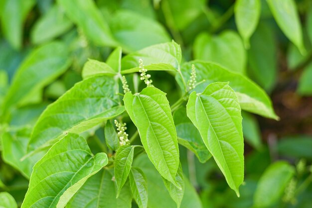 Sacha Inchi leaves or inca peanut palnt growing on tree in the garden star inca