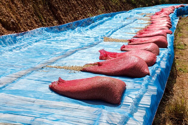 Красный мешок кофейных зерен сушки на плантации, общественные предприятия о выращивании и переработке кофе на экспорт в северном чианграе, Таиланд