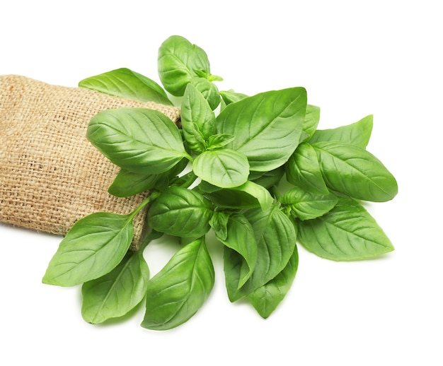 Sackcloth with fresh basil isolated