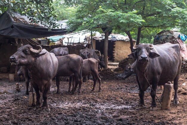 写真 聖なる牛、インド