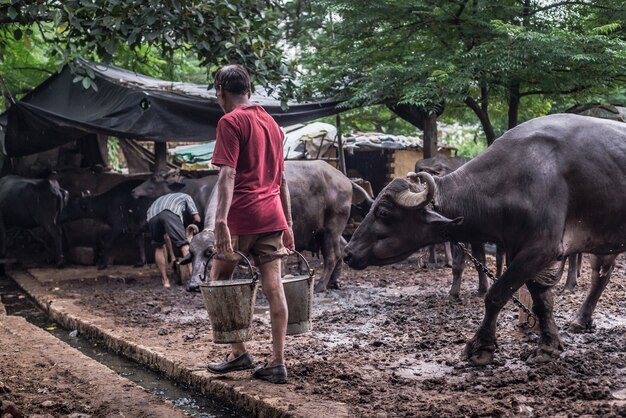 Sacred cows, India 