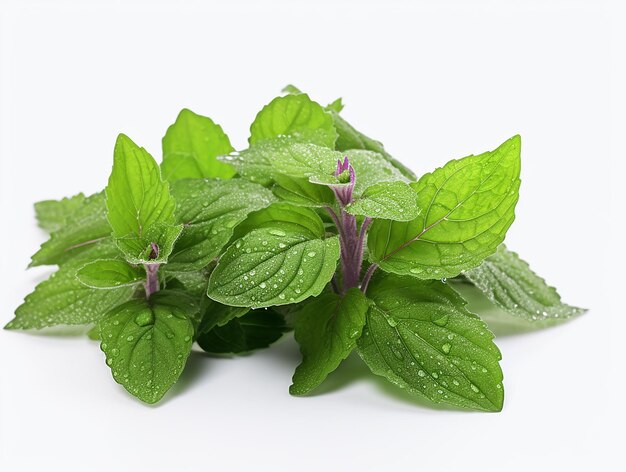 Foto sacra armonia sacro basil tulsi pianta su sfondo bianco