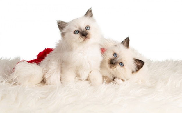 Sacred kitten of Burma in Santa's hat