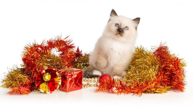 Photo sacred kitten of burma with christmas decor