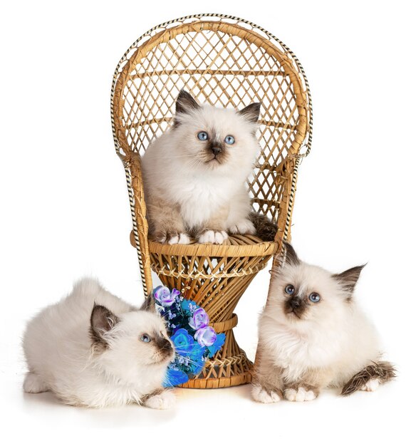 Sacred kitten of Burma with a wicker chair with flowers on white background